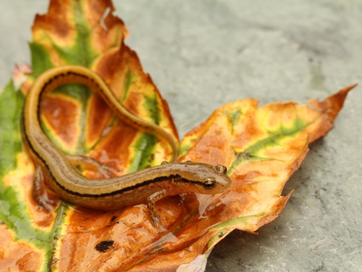 Northern Two-lined Salamander